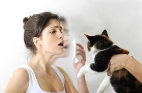Симптомы аллергии на кошек: как распознать негативное влияние Виды аллергии на кошек