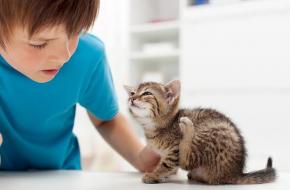 Аллергия на кошек: симптомы и что делать?
